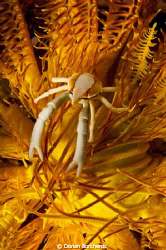 A Squat Lobster on a yellow Chrinoid. by Dorian Borcherds 